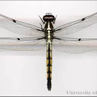 thumbnail for publication: Libélulas y Caballitos del Diablo (Insecta: Odonata)